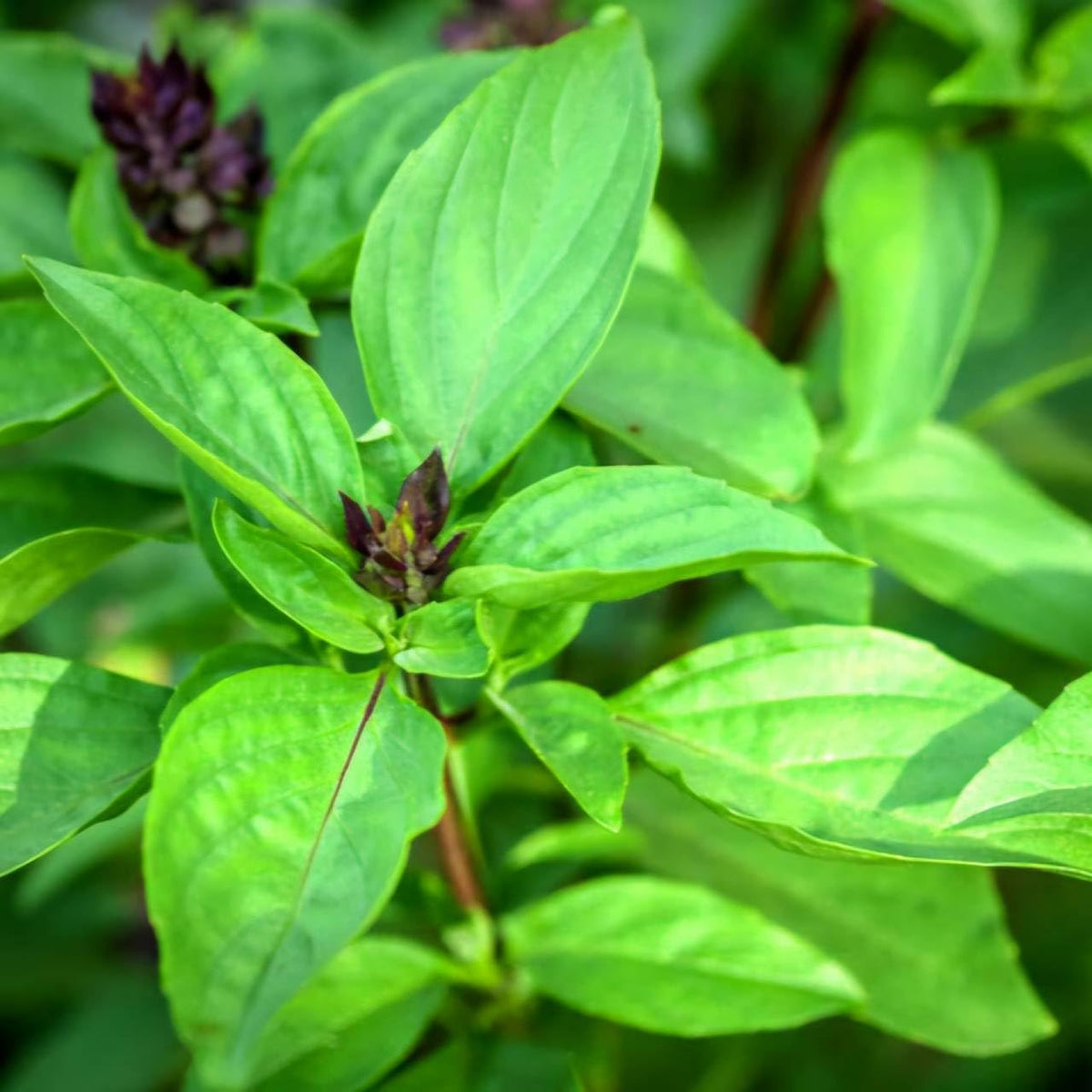 Generic Thai Basil Leaves curry-stir-fry demonstrates authentic Thai flavor