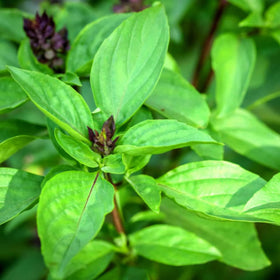 Generic Thai Basil Leaves curry-stir-fry demonstrates authentic Thai flavor