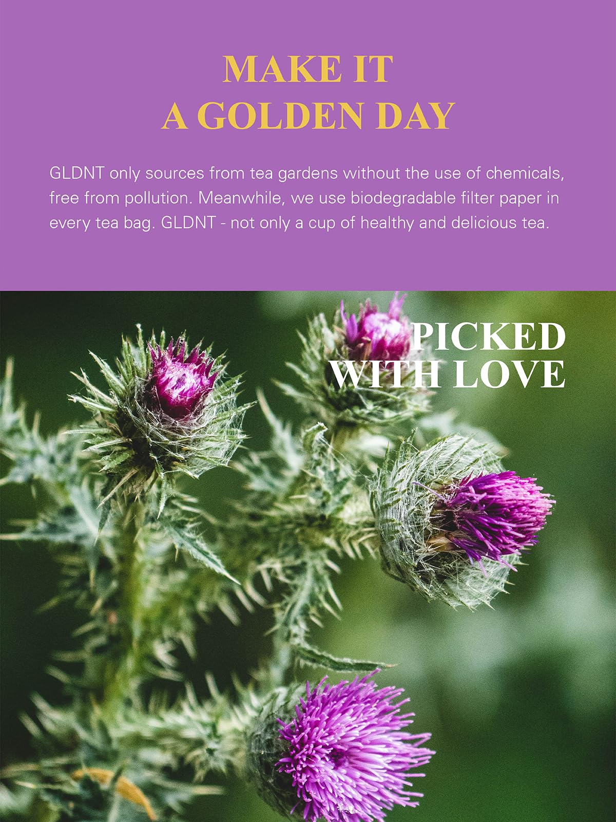 GLDNT Milk Thistle Tea brew-in-cup showing soothing, mild aroma.