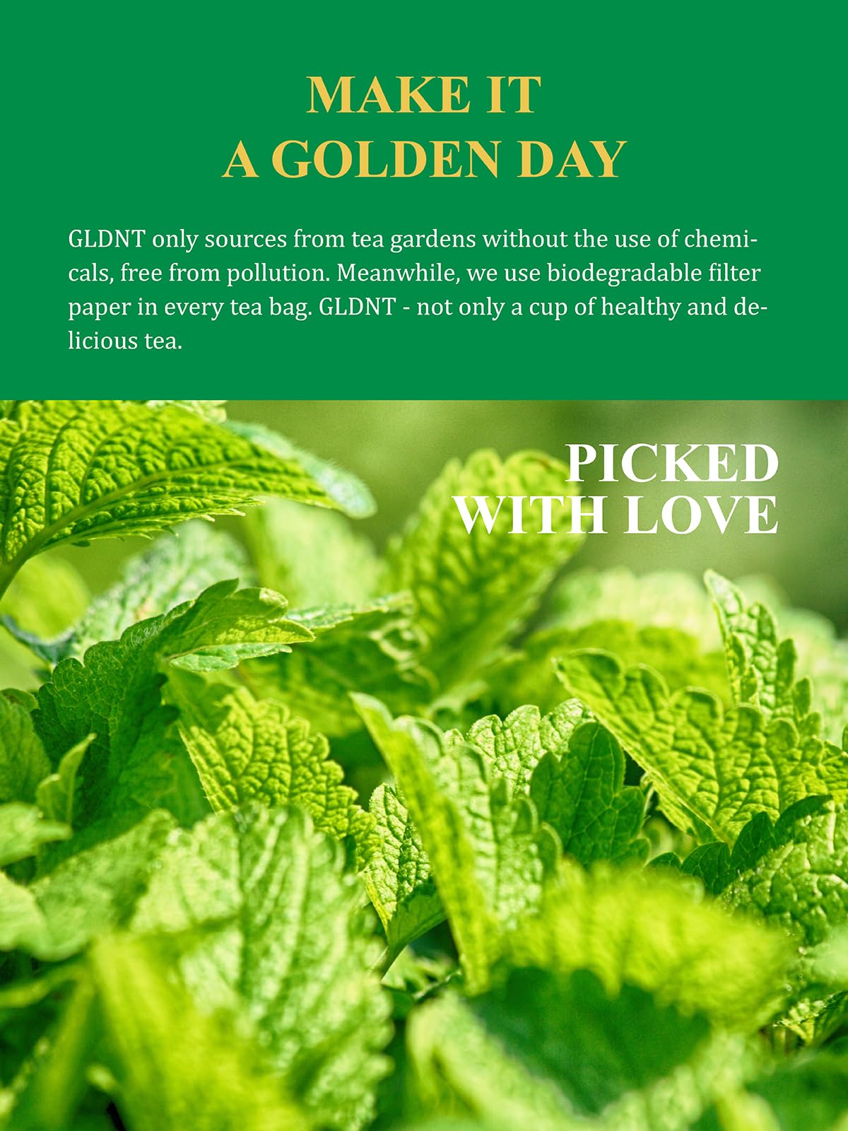 GLDNT organic lemon balm tea bags 100 count emphasizes value and convenience for daily use.