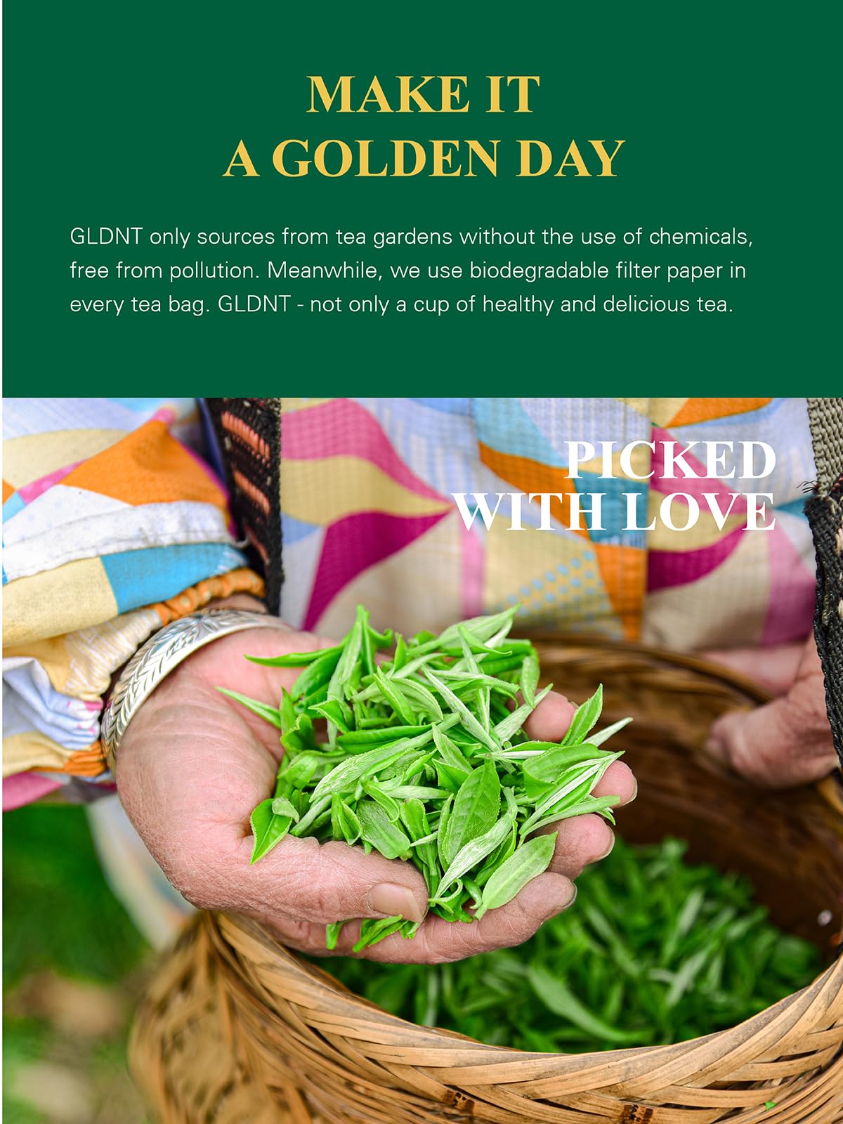 GLDNT organic steamed green tea leaves showing premium quality.