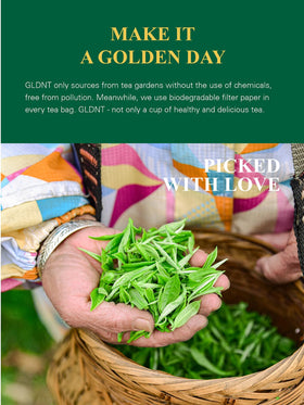 GLDNT organic steamed green tea leaves showing premium quality.