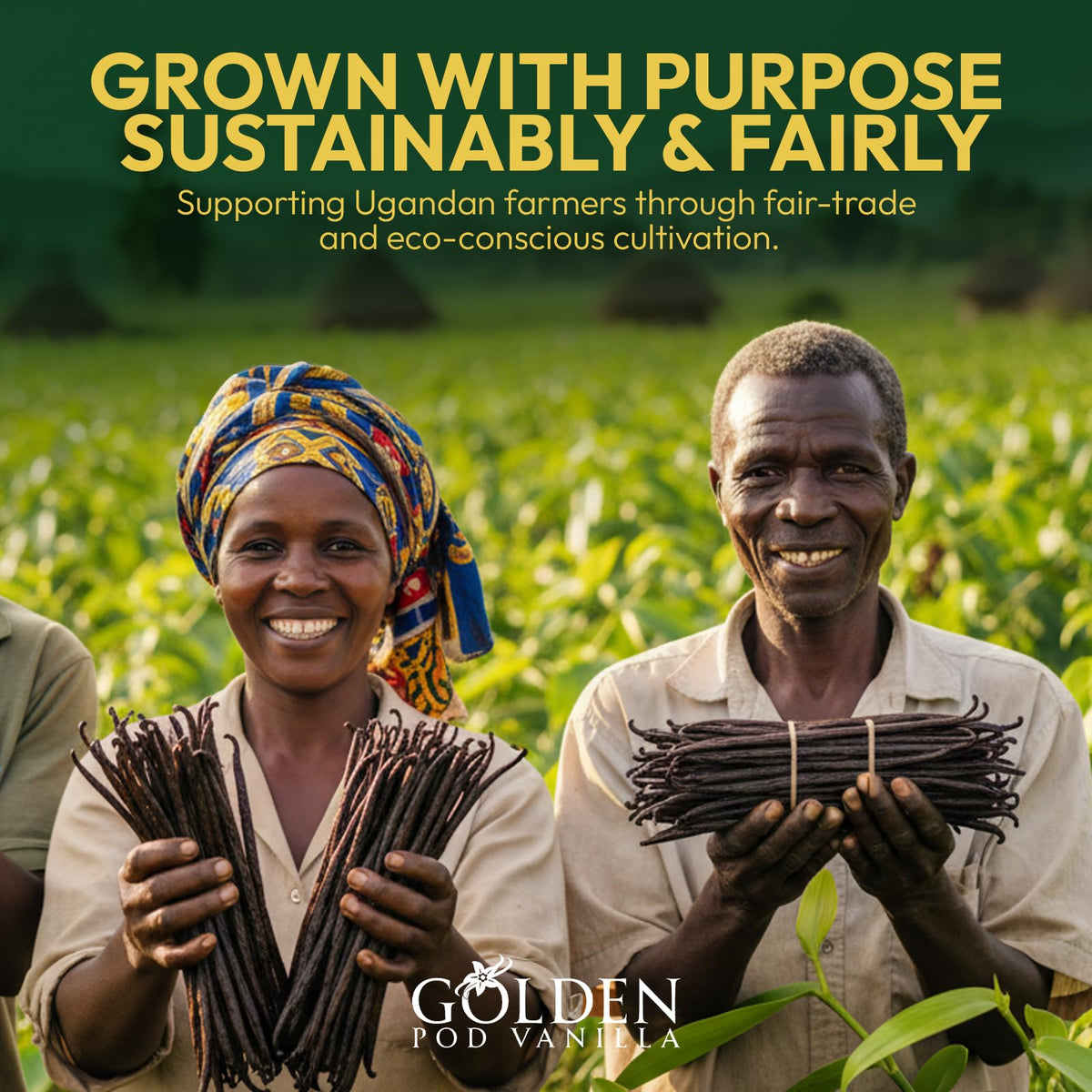 Professional-grade Golden Pod vanilla beans for chefs and home cooks