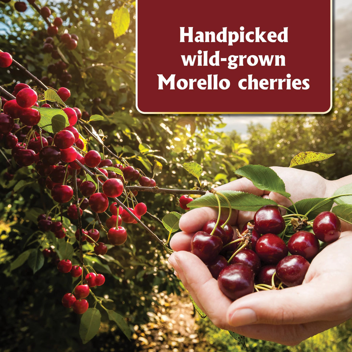 Gourmanity Brandied Cherries beside black forest gateau add depth and texture.