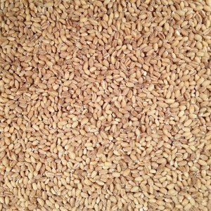 Grain Place Foods hulled barley pilaf dish highlights nutty flavor and chew.