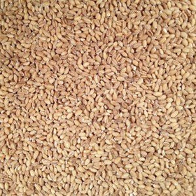 Grain Place Foods hulled barley pilaf dish highlights nutty flavor and chew.