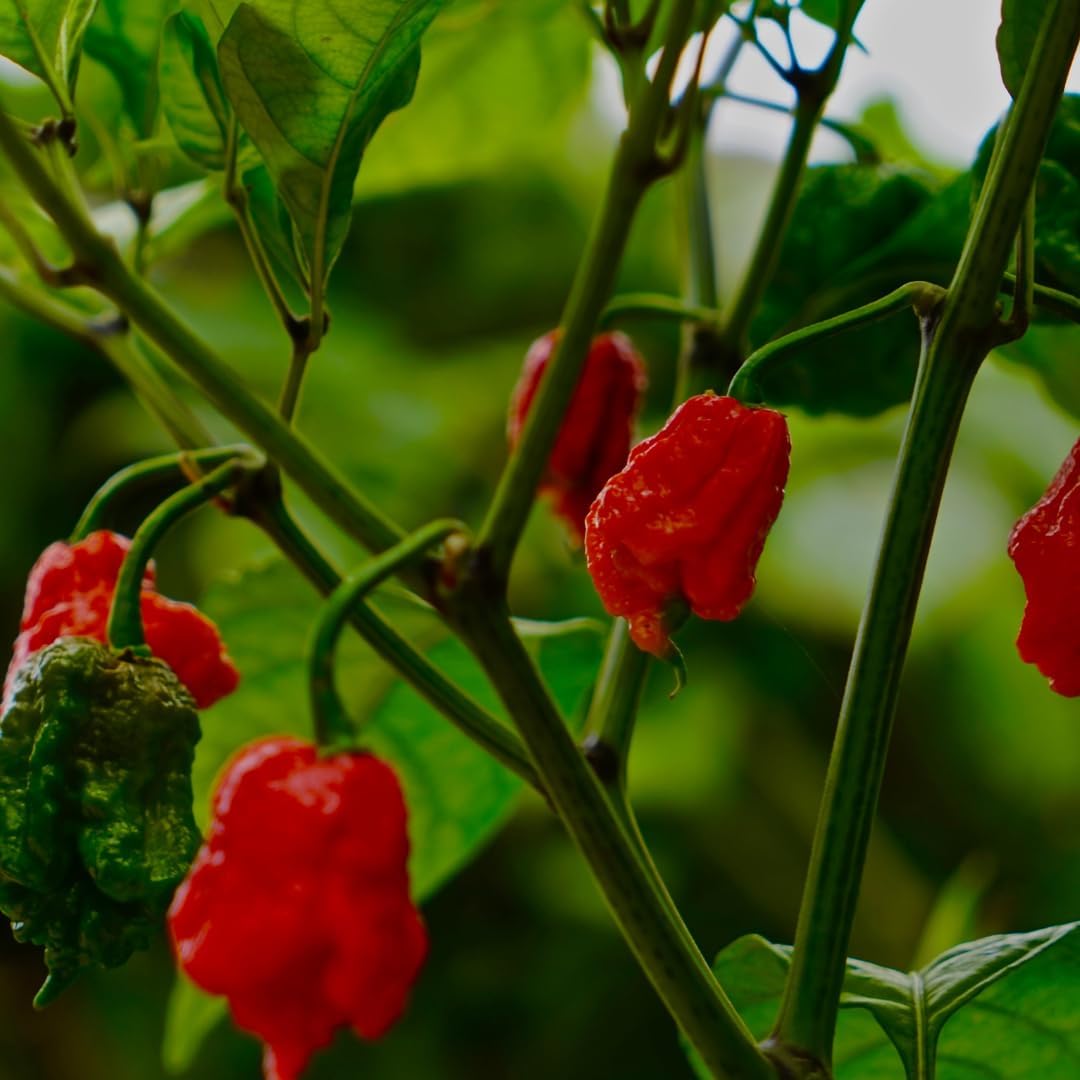 GranAroma Carolina Reaper Powder atop salsa for bold heat