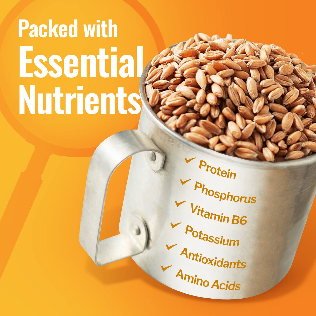 Grand Teton Emmer Wheat Berries sprouting pack – fresh greens at home.