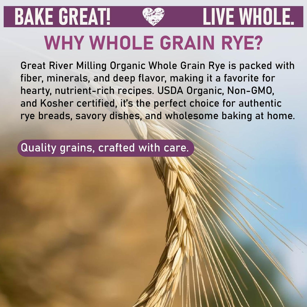 Great River Milling rye berries milling closeup demonstrates texture and potential flour yield.