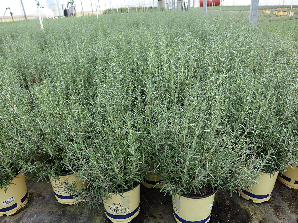Green Promise Farms Arp rosemary in bloom with purple flowers and bushy growth