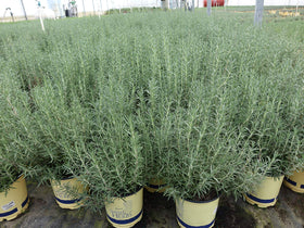 Green Promise Farms Arp rosemary in bloom with purple flowers and bushy growth