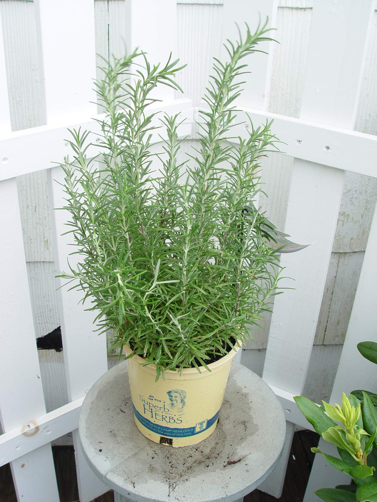 Green Promise Farms Arp rosemary leaves close-up showing fragrant evergreen foliage