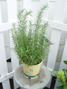Green Promise Farms Arp rosemary leaves close-up showing fragrant evergreen foliage