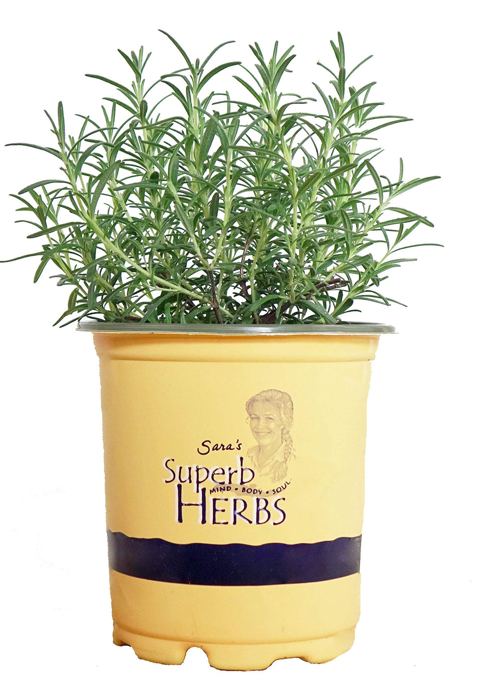 Green Promise Farms Sara's Superb Herbs Arp rosemary plant in pot for fresh flavor at home