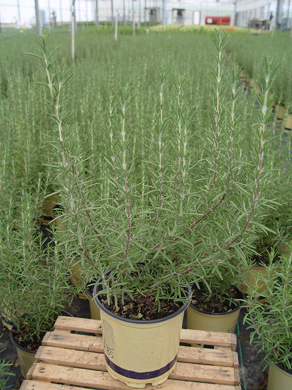 Green Promise Farms Arp rosemary thriving in a patio pot for easy herb harvesting