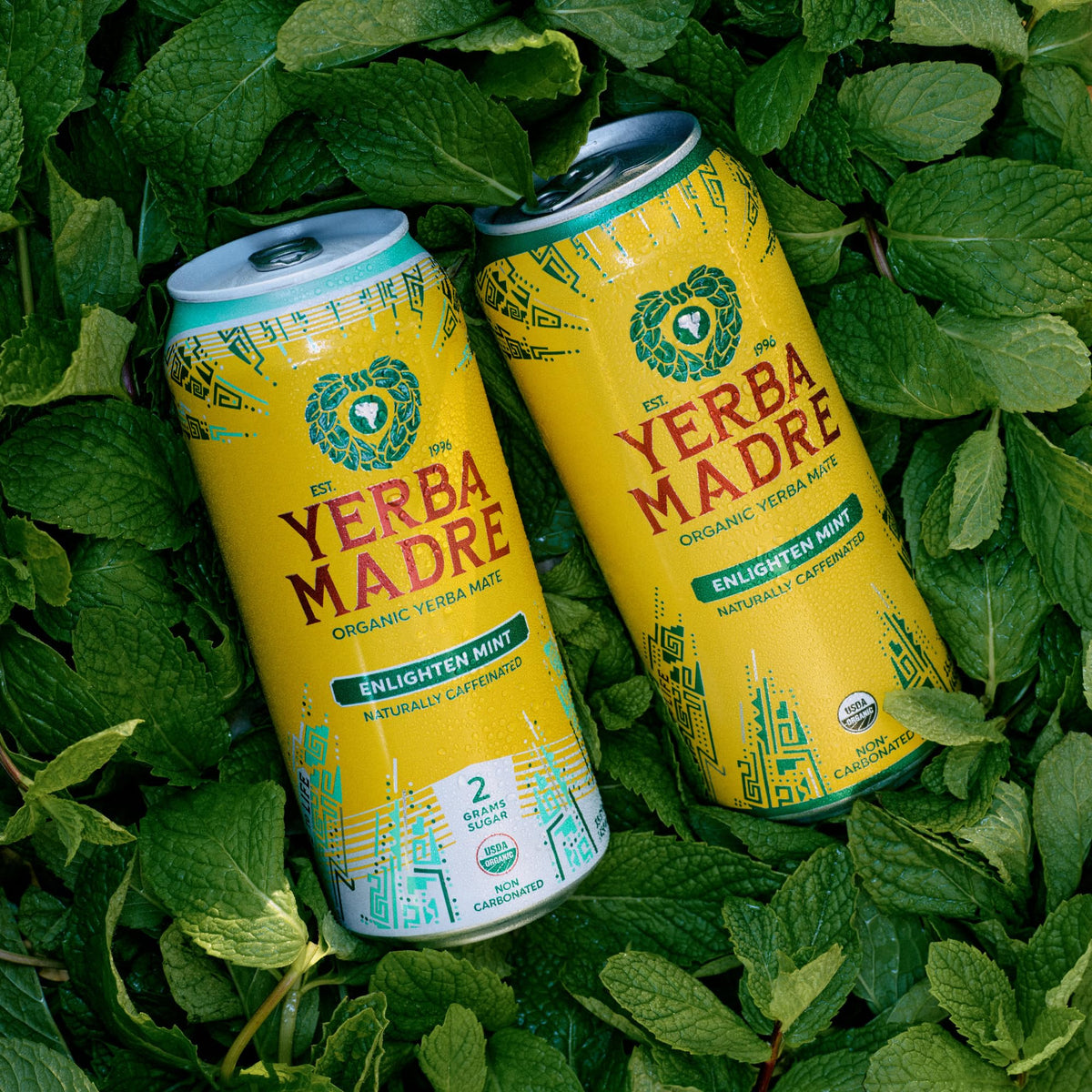 Guayaki Yerba Madre refrigerated display showing 12-pack for easy stocking.