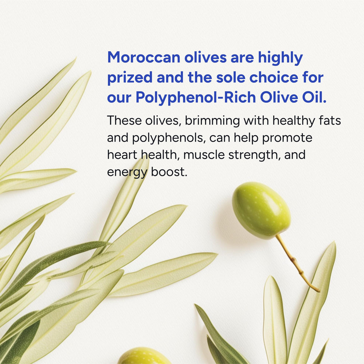 Gundry MD Olive Oil label emphasizes polyphenols and premium Moroccan origin.