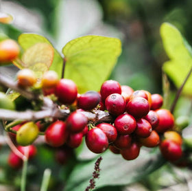 Pouring Gustos coffee to reveal full body and aroma.