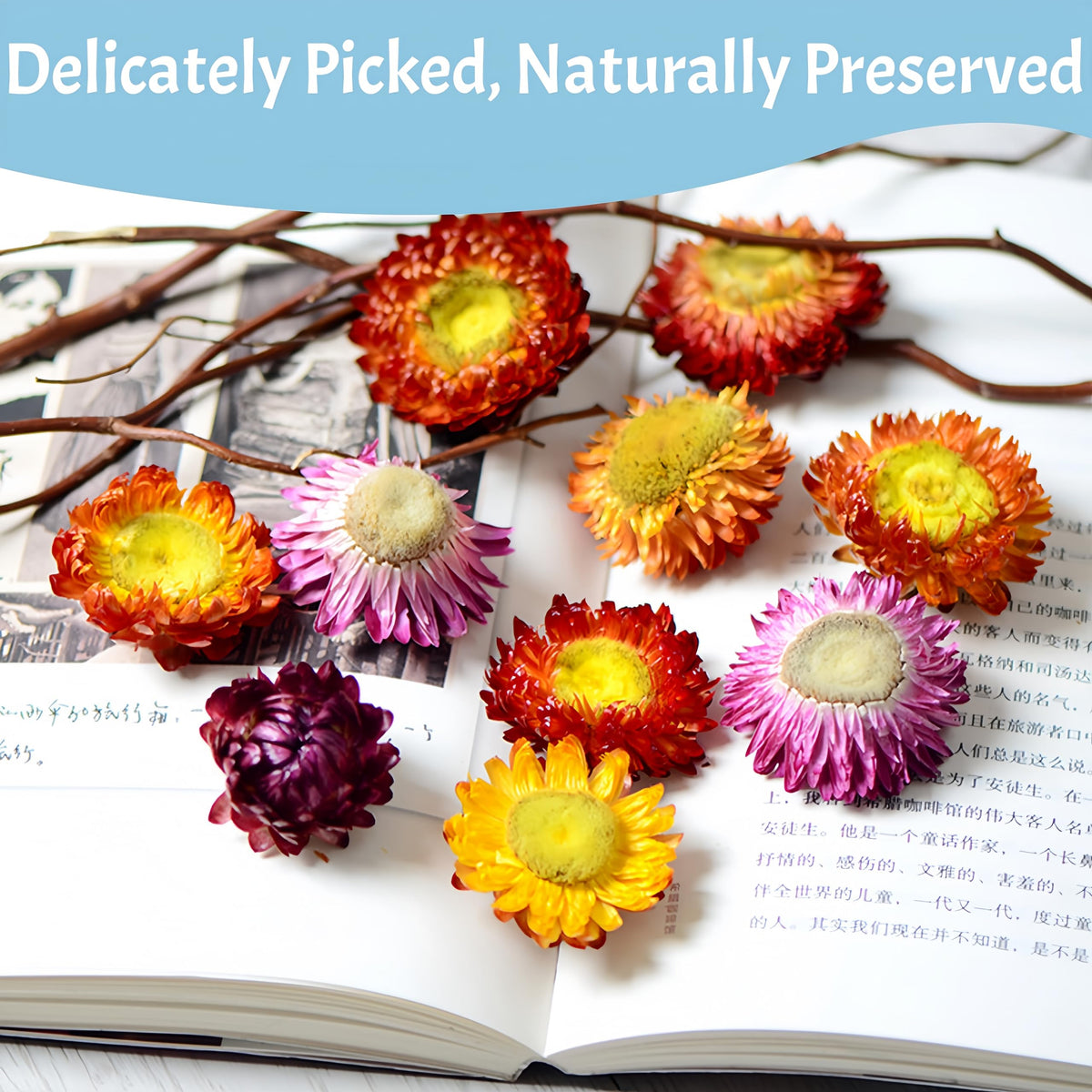 GXXDMZAQ chrysanthemum blooms for baking projects with colorful accents