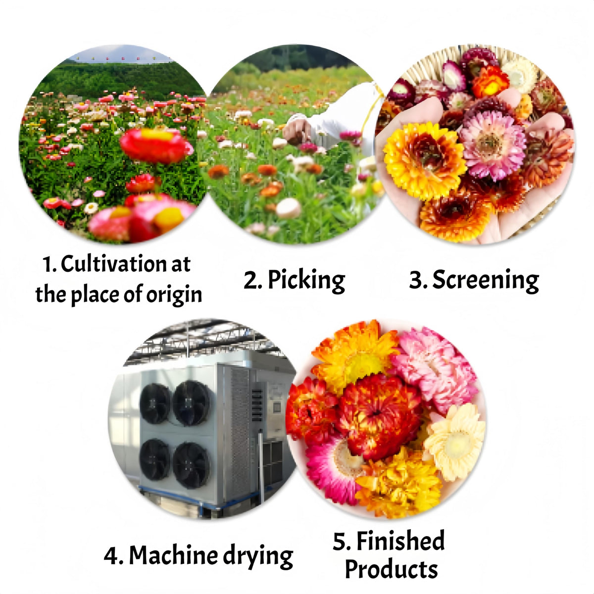GXXDMZAQ dried chrysanthemum petals for tea infusions and floral flavor