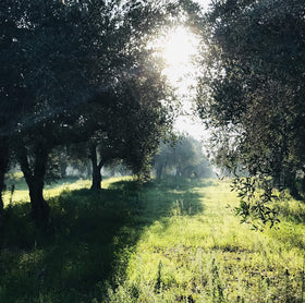 Gypsy Farms polyphenol-rich EVOO complements salads and sautés with depth.