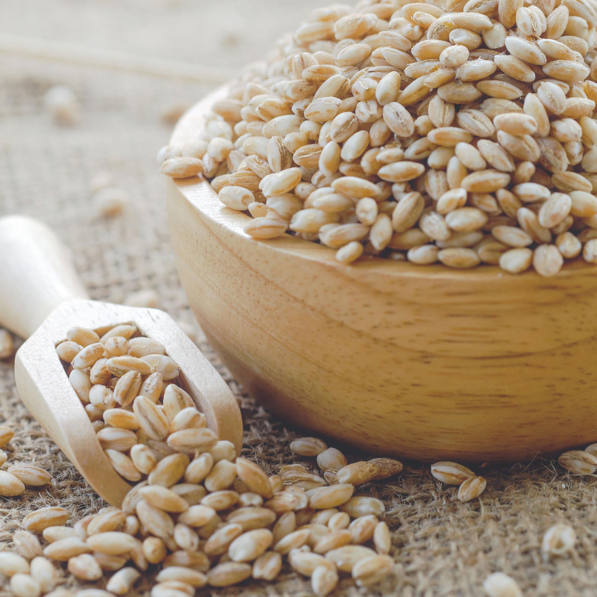 Hampton Distribution Barley Pearl in hearty stew; absorbs flavors and adds body.