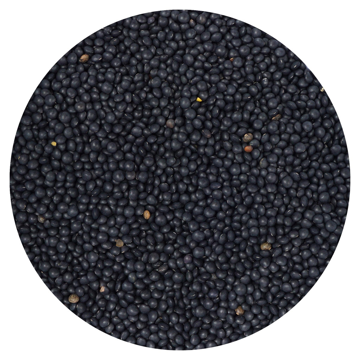 Hampton Distribution Black Beluga lentils bulk bag in pantry for versatile meals