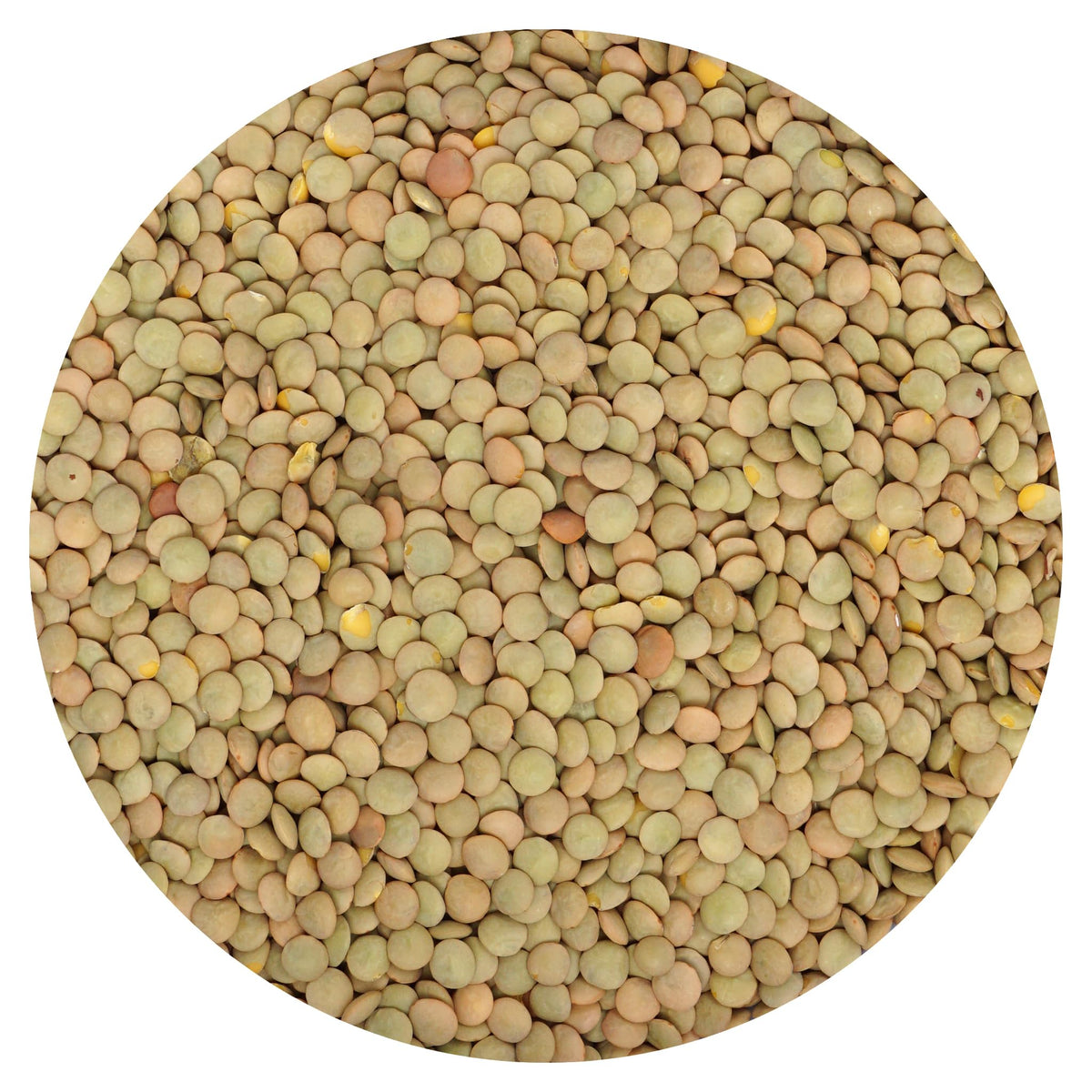 Hampton Distribution brown lentils bulk bag ready for pantry staples and meals