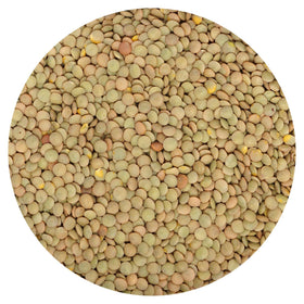 Hampton Distribution green lentils bulk bag for pantry staples and easy meals
