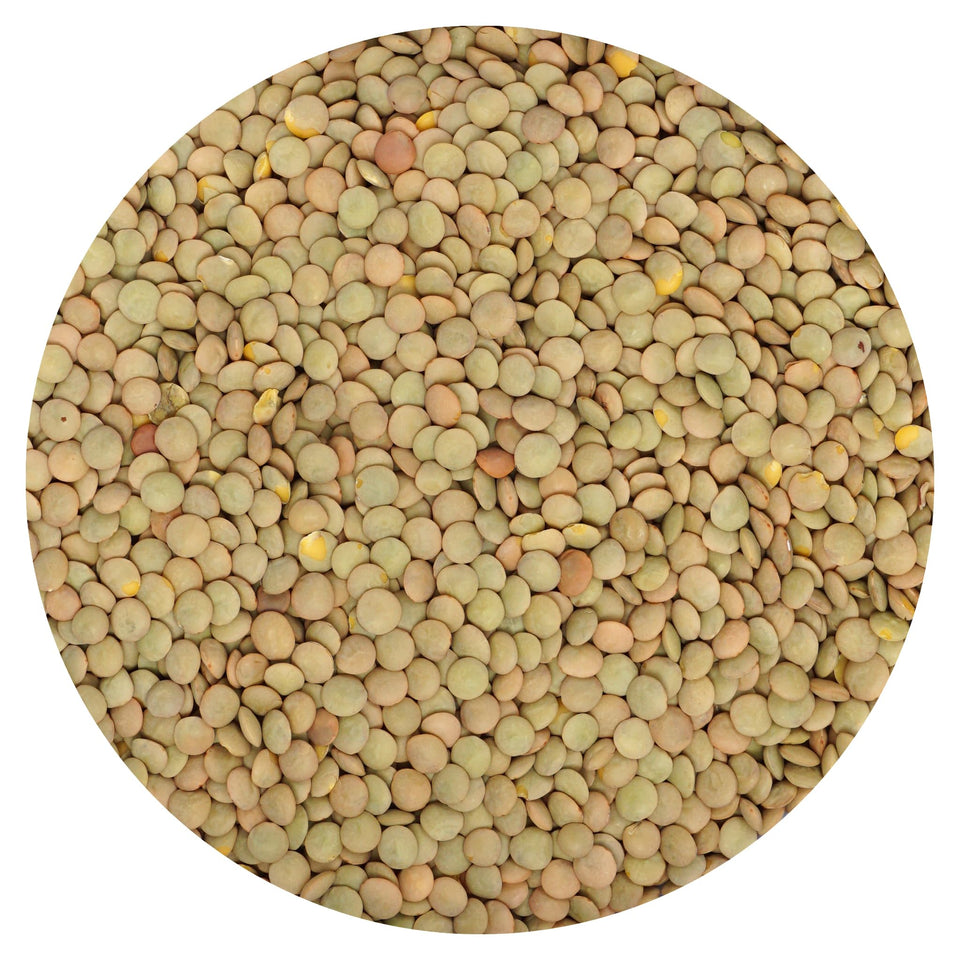Hampton Distribution green lentils bulk bag for pantry staples and easy meals