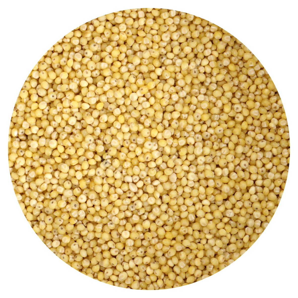Close-up of Hampton millet grains highlighting natural texture and mineral-rich profile.