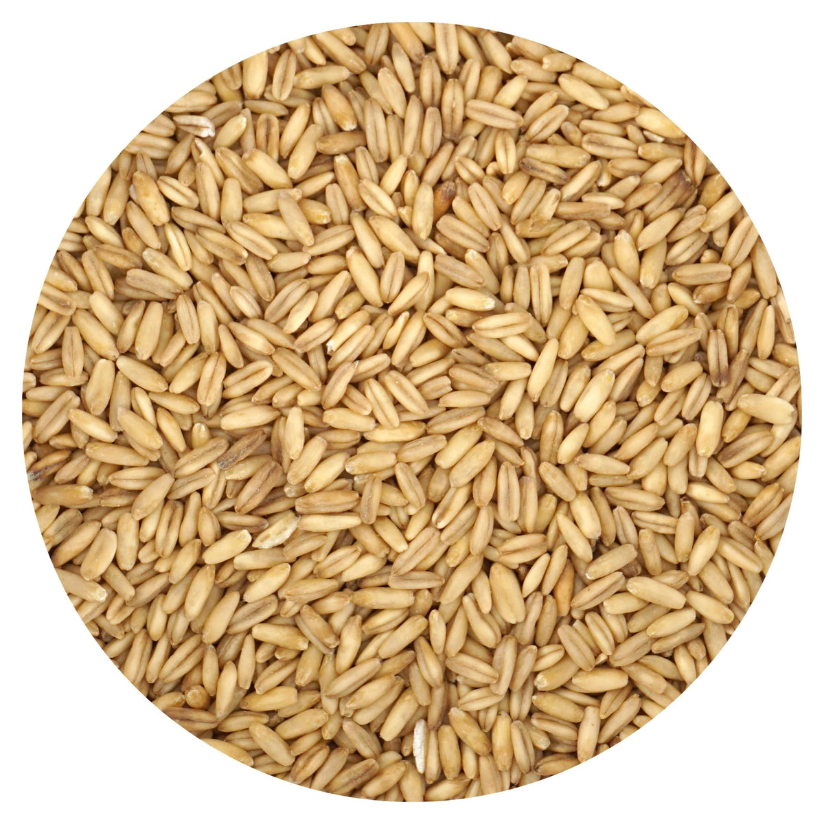 Hampton Distribution whole oat groats bulk bag ready for hearty breakfasts.