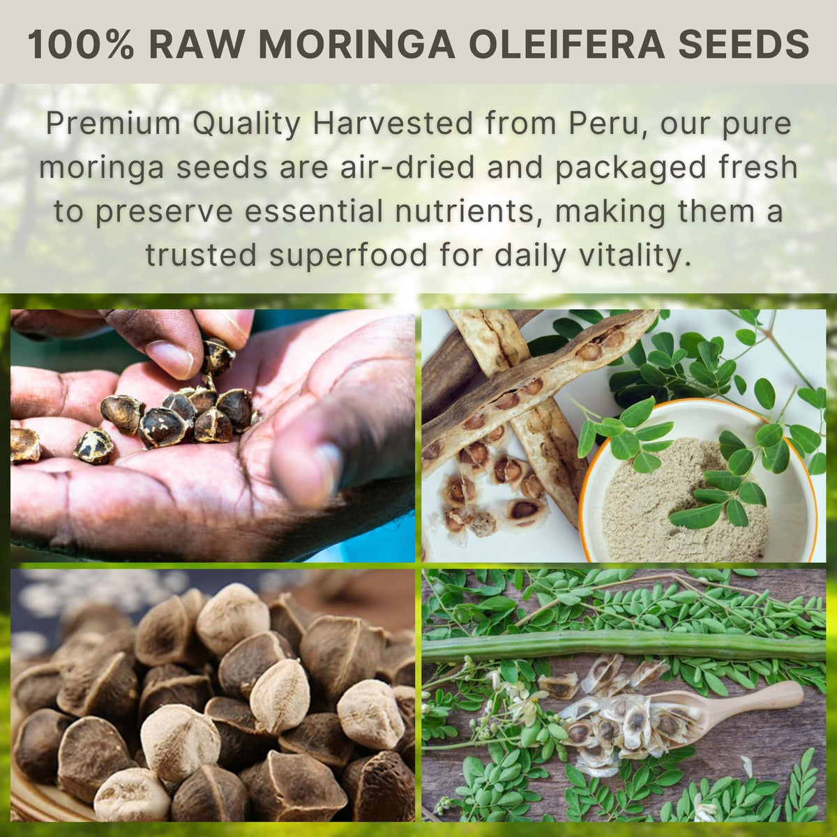 Hanan Moringa seeds with an air-dried texture suitable for cooking