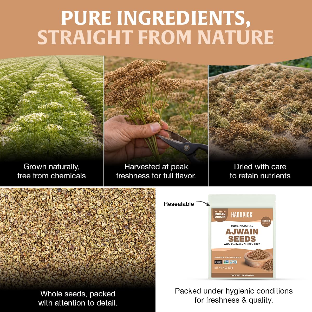 HANDPICK Ajwain seeds non-GMO origin showcasing purity and trust
