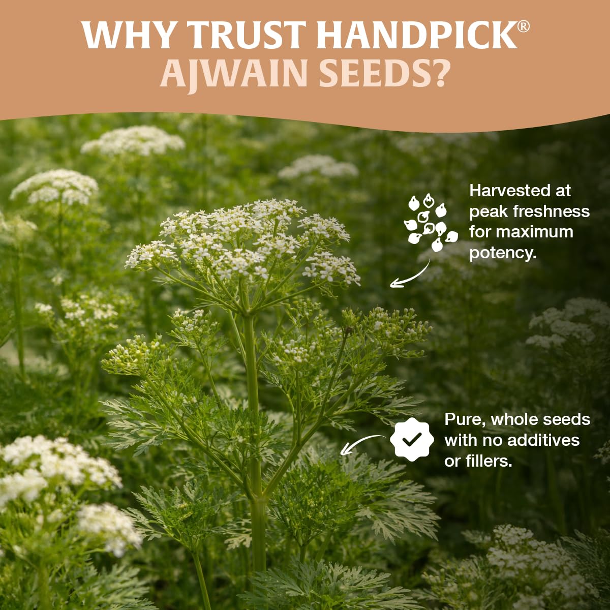 HANDPICK Ajwain seeds resealable ziplock pouch preserving freshness and aroma
