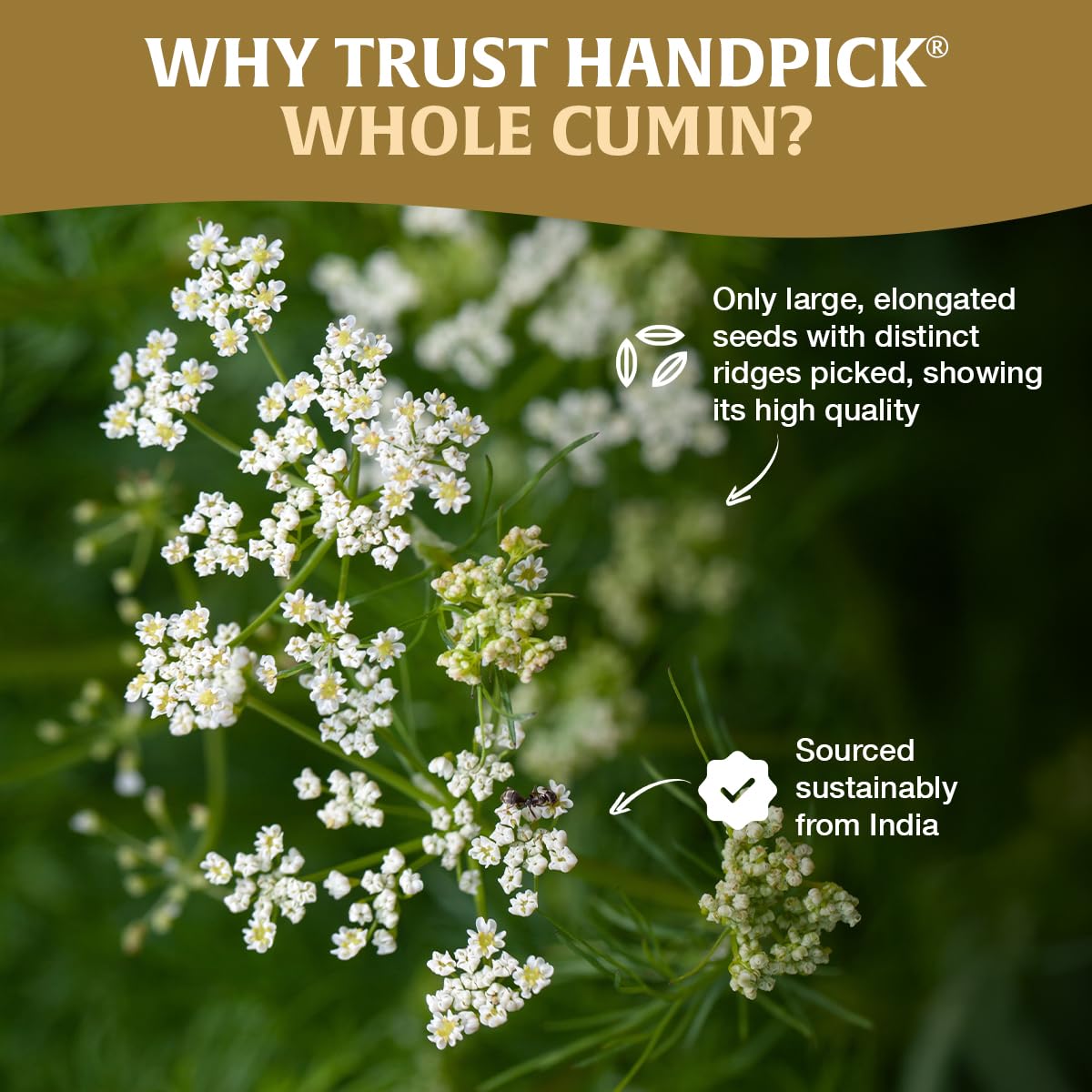 HANDPICK Cumin Seeds in resealable packaging preserves freshness