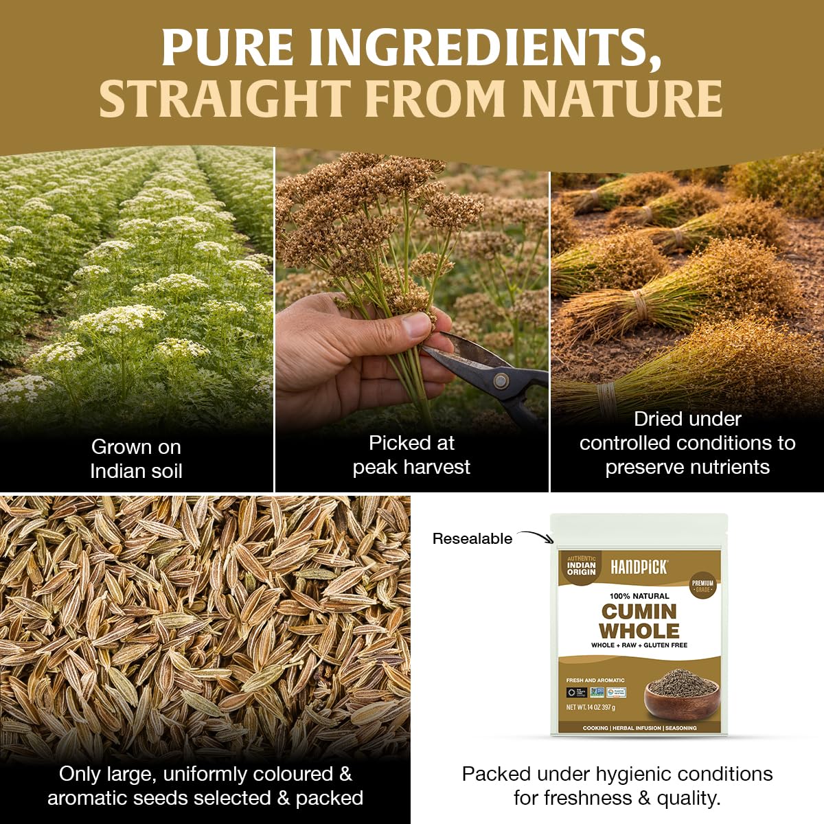 HANDPICK Cumin Seeds in a pan to enrich dishes with warmth