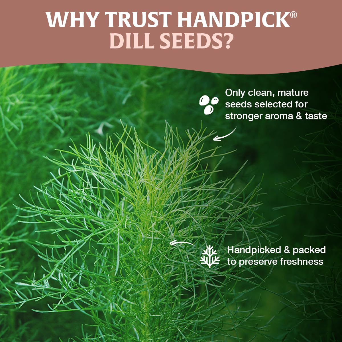 HandPICK Dill seeds pickling-jar demonstrates crisp dill taste for cucumber jars.