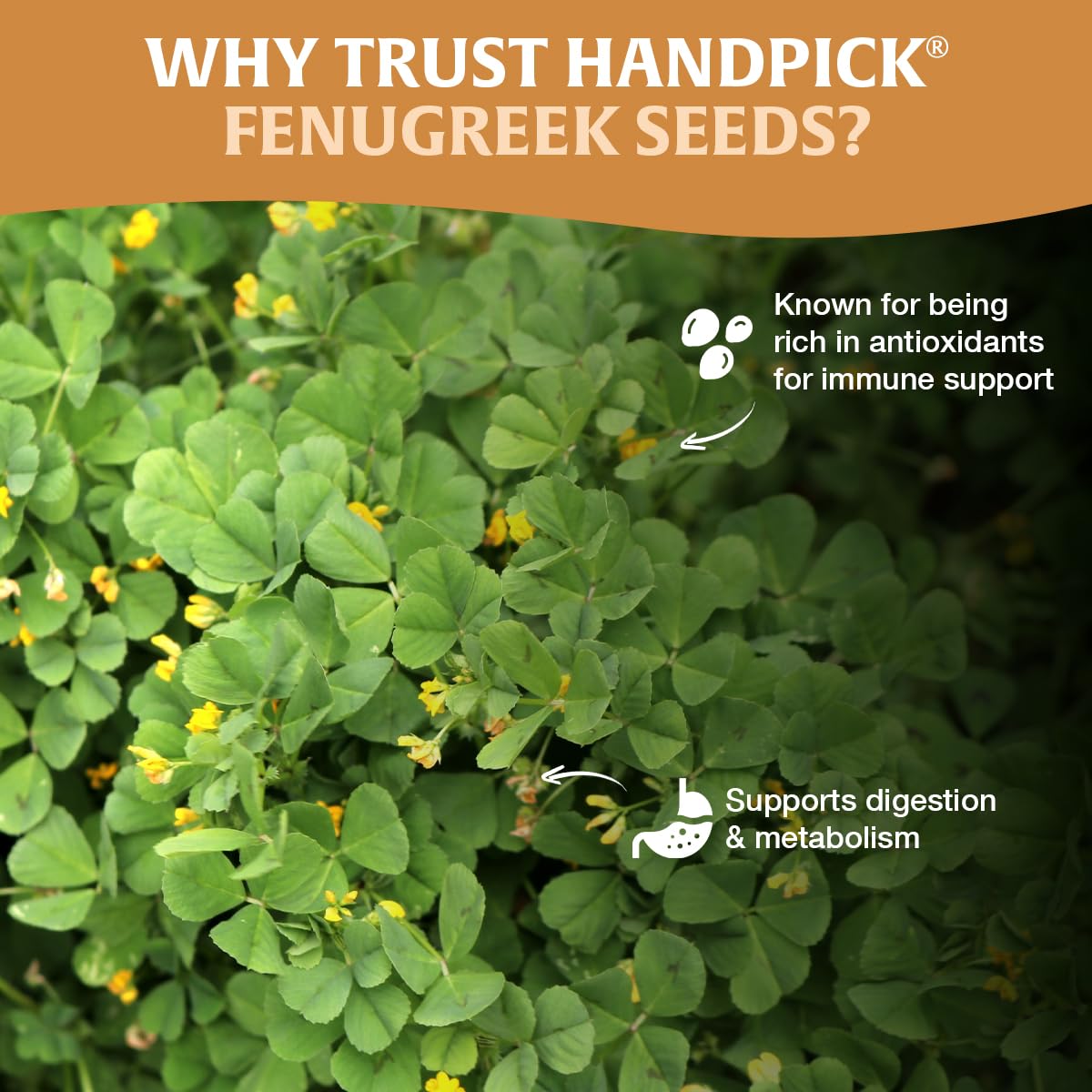HANDPICK fenugreek seeds allergen-safe label for mindful cooking.