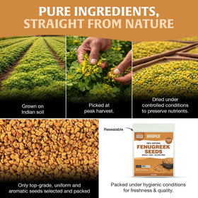 HANDPICK fenugreek seeds in kitchen jar keeps spices ready.