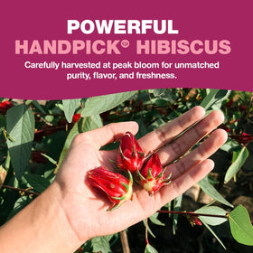 HANDPICK hibiscus tea bags steeping in hot cup for refreshing aroma