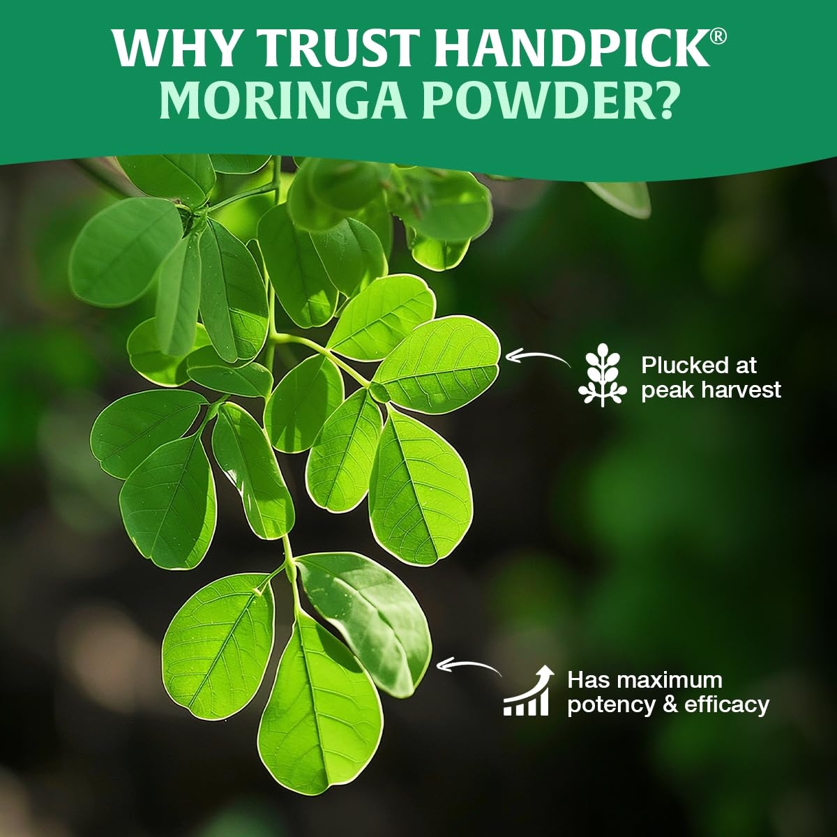 HANDPICK Moringa Powder yogurt and oats topping adds color and flavor