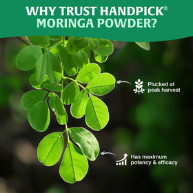 HANDPICK Moringa Powder yogurt and oats topping adds color and flavor