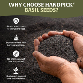 HANDPICK tukmaria seeds in a bowl, ideal for falooda and shakes.