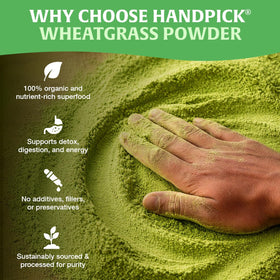 HANDPICK Wheatgrass Powder close-up reveals a vibrant green texture, signaling pure ingredients.