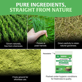 HANDPICK Wheatgrass Powder green liquid mix shows easy blending into drinks.