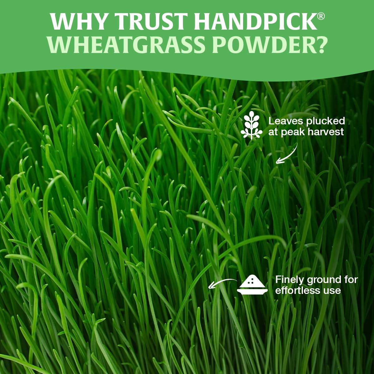 HANDPICK Wheatgrass Powder kitchen scene emphasizes clean, pure ingredients for daily use.
