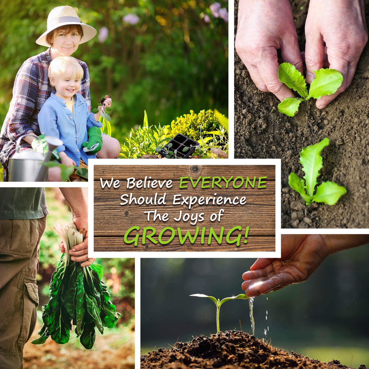 Handy Pantry oat seeds offer high germination for thriving indoor sprouting projects.