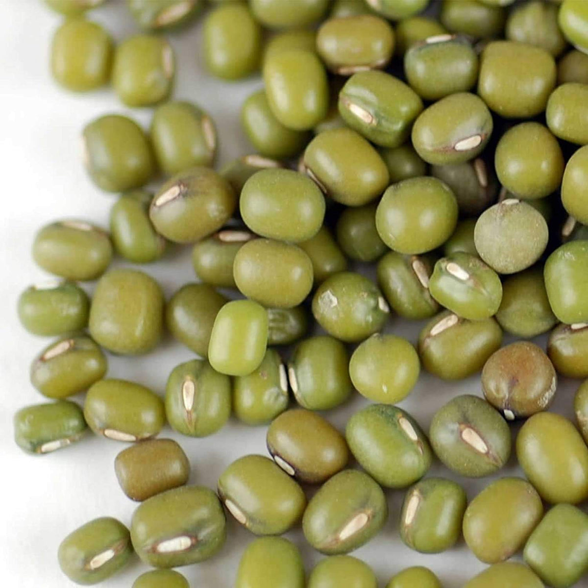 Handy Pantry organic mung beans for sprouting and fresh kitchen sprouts