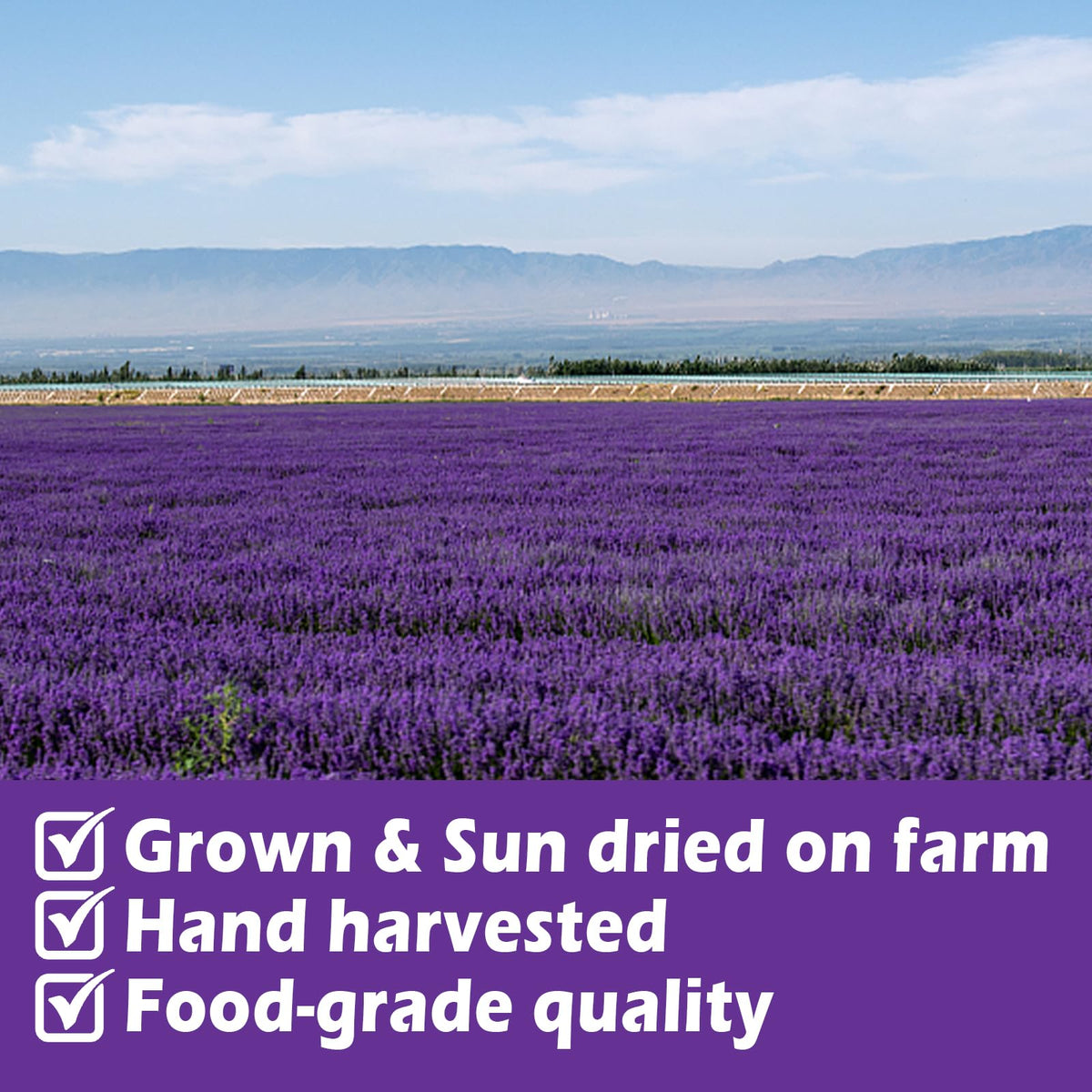 HAVNDRAE lavender stems for tea infusion with fragrant natural flavor